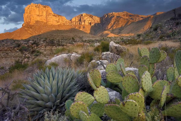 Succulents: Opuntia Cactus And Agave Near El Capitan, Guadalupe Mountains National Park, Chihuahuan Desert, Texas by Tim Fitzharris