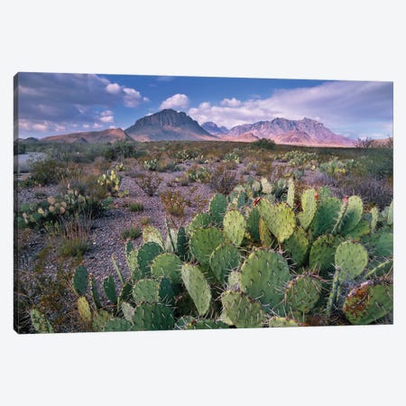 Opuntia Cactus, Chisos Mountains, Big Bend National Park, Chihuahuan Desert, Texas I Canvas Print #TFI723} by Tim Fitzharris Art Print