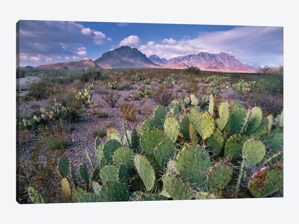 Opuntia Cactus, Chisos Mountains, Big Bend National Park, Chihuahuan Desert, Texas I by Tim Fitzharris 1-piece Canvas Art