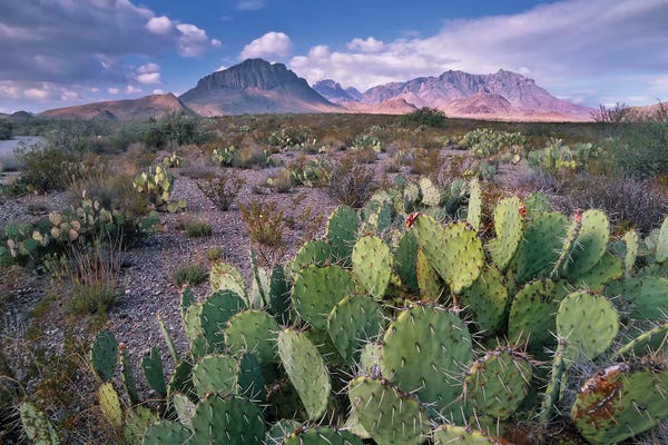 Cacti: Opuntia Cactus, Chisos Mountains, Big Bend National Park, Chihuahuan Desert, Texas I by Tim Fitzharris