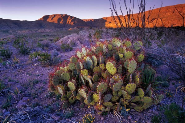Minden Pictures: Opuntia In Chihuahuan Desert Landscape, Big Bend National Park, Texas by Tim Fitzharris