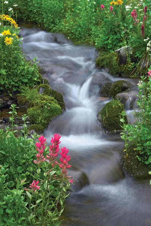 Orange Sneezeweed And Indian Paintbrush Beside Stream, Yankee Boy Basin, Colorado - Vertical