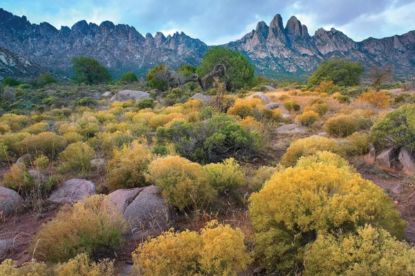 Minden Pictures: Organ Mountains, Chihuahuan Desert, New Mexico II by Tim Fitzharris