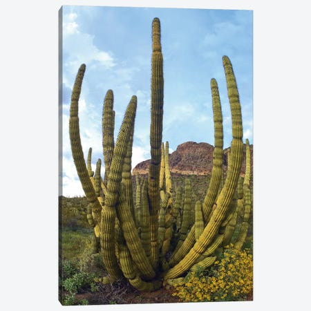 Organ Pipe Cactus, Organ Pipe Cactus National Monument, Sonoran Desert, Arizona I Canvas Print #TFI743} by Tim Fitzharris Art Print