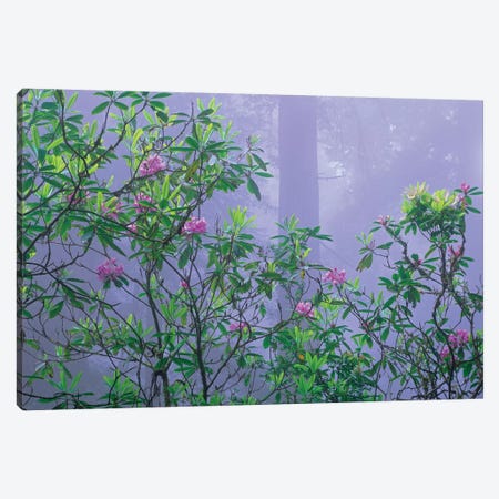 Flowering Pacific Rhododendron In Misty Forest Interior, Del Norte Coast, Redwood National Park, California Canvas Print #TFI748} by Tim Fitzharris Canvas Art Print