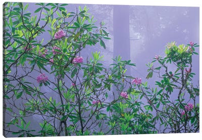 Flowering Pacific Rhododendron In Misty Forest Interior, Del Norte Coast, Redwood National Park, California Canvas Art Print - Redwood Trees