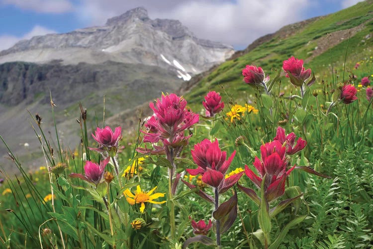 Paintbrush Flowers, Yankee Boy Basin, Colorado