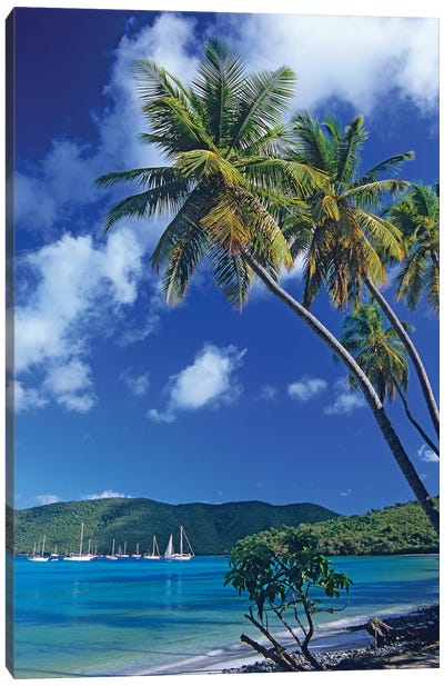 Palm Trees At Maho Bay, Virgin Islands Canvas Art Print - Tropical Décor