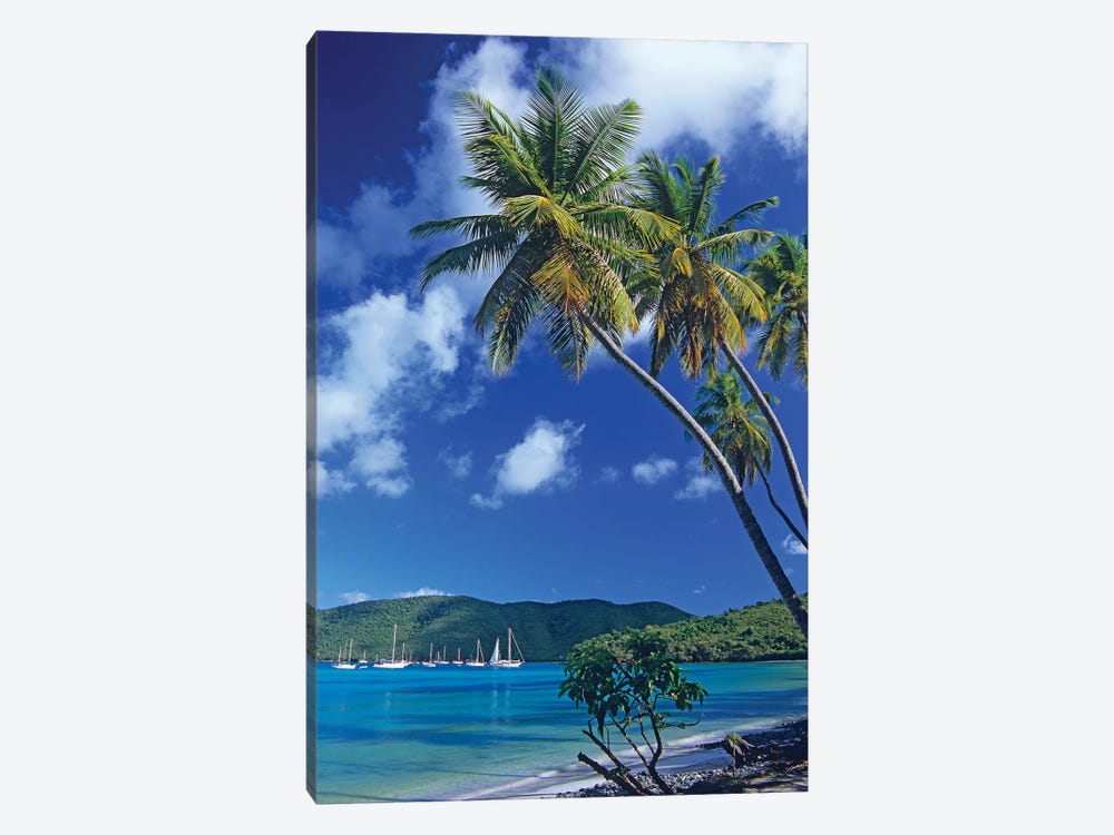 Palm Trees At Maho Bay, Virgin Islands by Tim Fitzharris 1-piece Canvas Art