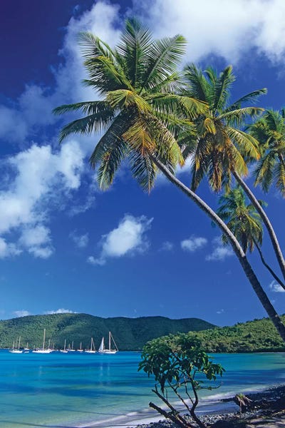 Tropical Beaches: Palm Trees At Maho Bay, Virgin Islands by Tim Fitzharris