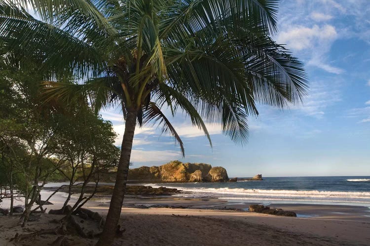 Palm Trees Line Pelada Beach, Costa Rica