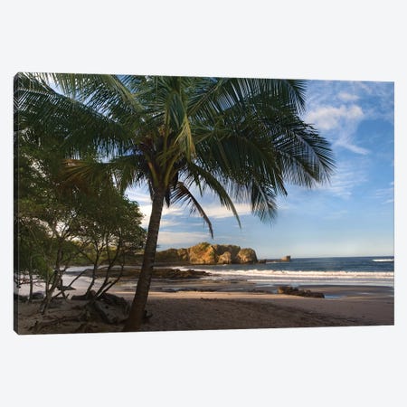 Palm Trees Line Pelada Beach, Costa Rica Canvas Print #TFI757} by Tim Fitzharris Canvas Art Print