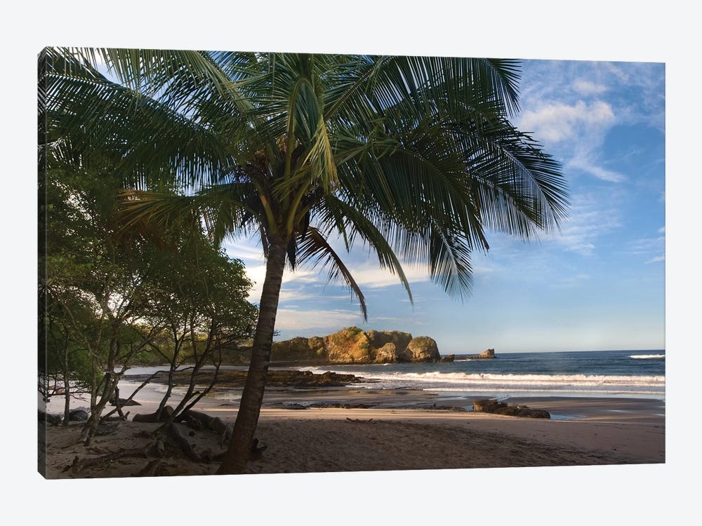 Palm Trees Line Pelada Beach, Costa Rica by Tim Fitzharris 1-piece Canvas Art Print