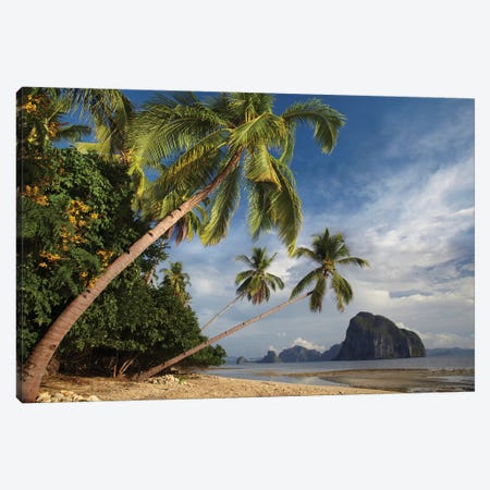 Palm Trees, Pinagbuyutan Island, Palawan, Philippines Canvas Print #TFI761} by Tim Fitzharris Canvas Print