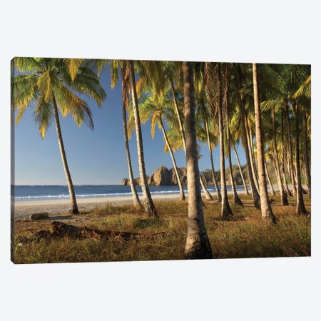 Palms At Playa Carrillo, Guanacaste, Costa Rica Canvas Print #TFI762} by Tim Fitzharris Canvas Art Print