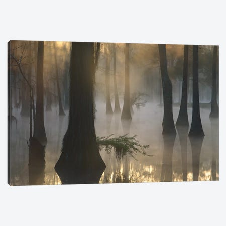 Bald Cypress Grove In Freshwater Swamp At Dawn, Lake Fausse Pointe, Louisiana II Canvas Print #TFI76} by Tim Fitzharris Canvas Wall Art
