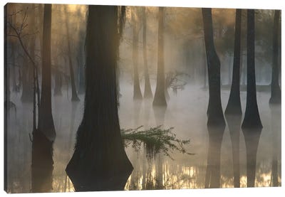 Bald Cypress Grove In Freshwater Swamp At Dawn, Lake Fausse Pointe, Louisiana II Canvas Art Print - Cypress Trees
