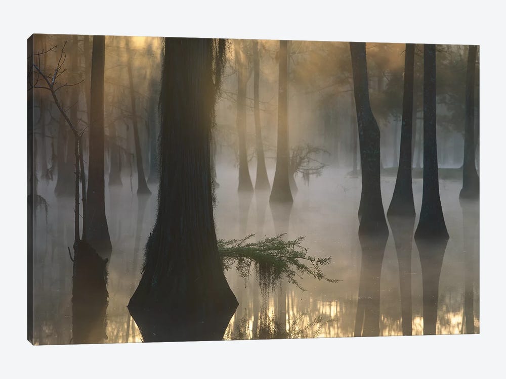 Bald Cypress Grove In Freshwater Swamp At Dawn, Lake Fausse Pointe, Louisiana II by Tim Fitzharris 1-piece Canvas Print