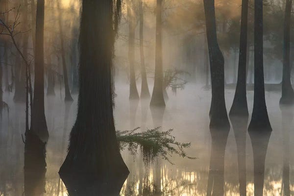Marshes & Swamps: Bald Cypress Grove In Freshwater Swamp At Dawn, Lake Fausse Pointe, Louisiana II by Tim Fitzharris