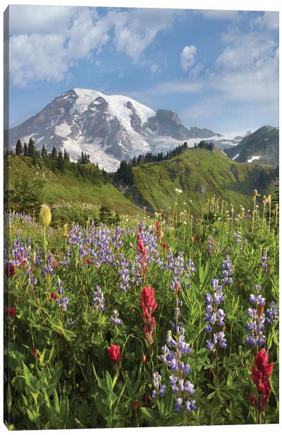 Paradise Meadow And Mount Rainier, Mount Rainier National Park, Washington - Vertical Canvas Art Print - Garden & Floral Landscape Art