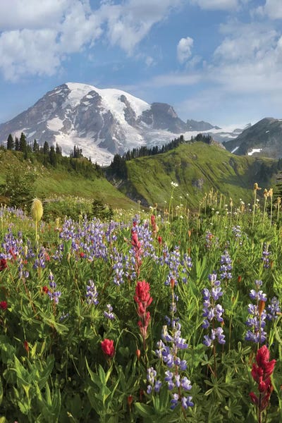 Take A Hike: Paradise Meadow And Mount Rainier, Mount Rainier National Park, Washington - Vertical by Tim Fitzharris