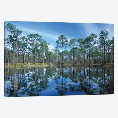 Pine Forest Mirrored In Reflection Pond, Ochlocknee River State Park, Florida Canvas Print #TFI791} by Tim Fitzharris Canvas Artwork