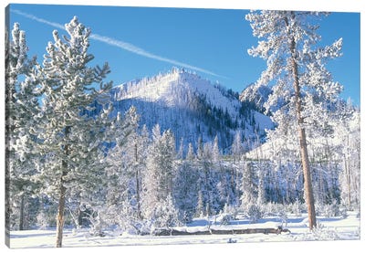 Pine Trees Covered With Snow In Winter, Yellowstone National Park, Wyoming Canvas Art Print - Snowscape Art