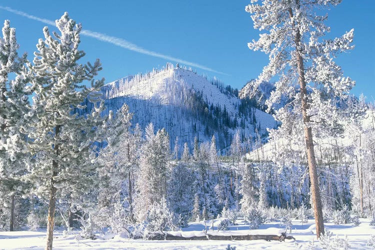 Pine Trees Covered With Snow In Winter, Yellowstone National Park, Wyoming