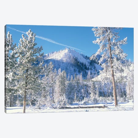 Pine Trees Covered With Snow In Winter, Yellowstone National Park, Wyoming Canvas Print #TFI793} by Tim Fitzharris Canvas Art