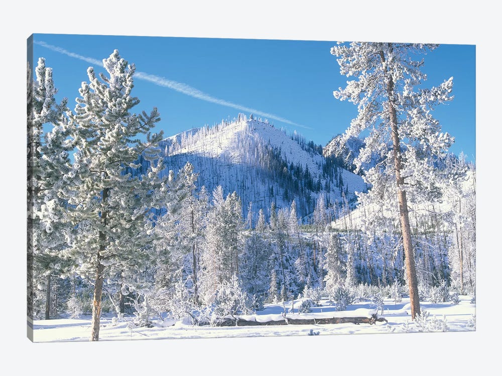 Pine Trees Covered With Snow In Winter, Yellowstone National Park, Wyoming by Tim Fitzharris 1-piece Canvas Print