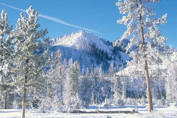 Snowy Mountains: Pine Trees Covered With Snow In Winter, Yellowstone National Park, Wyoming by Tim Fitzharris
