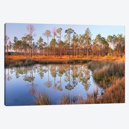 Pine Trees Reflected In Pond Near Piney Point, Hagen's Cove, Florida Canvas Print #TFI795} by Tim Fitzharris Art Print