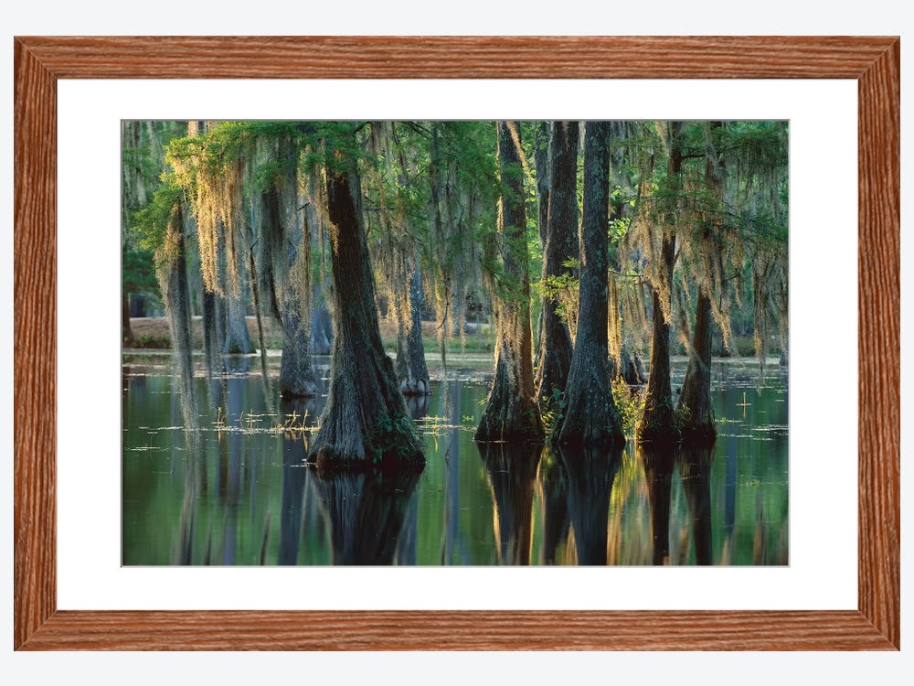 Bald Cypress Swamp, Sam Houston Jones State Park, Louisiana ( scenic & landscapes > Nature > Marshes & swamps art) - 16x24x1