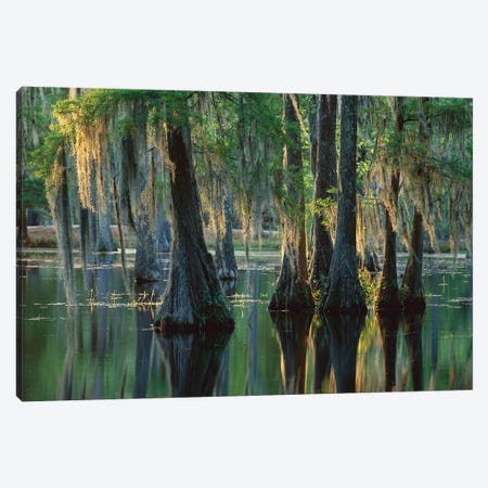 Bald Cypress Swamp, Sam Houston Jones State Park, Louisiana Canvas Print #TFI79} by Tim Fitzharris Canvas Print