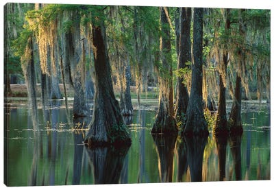 Bald Cypress Swamp, Sam Houston Jones State Park, Louisiana Canvas Art Print - Cypress Trees