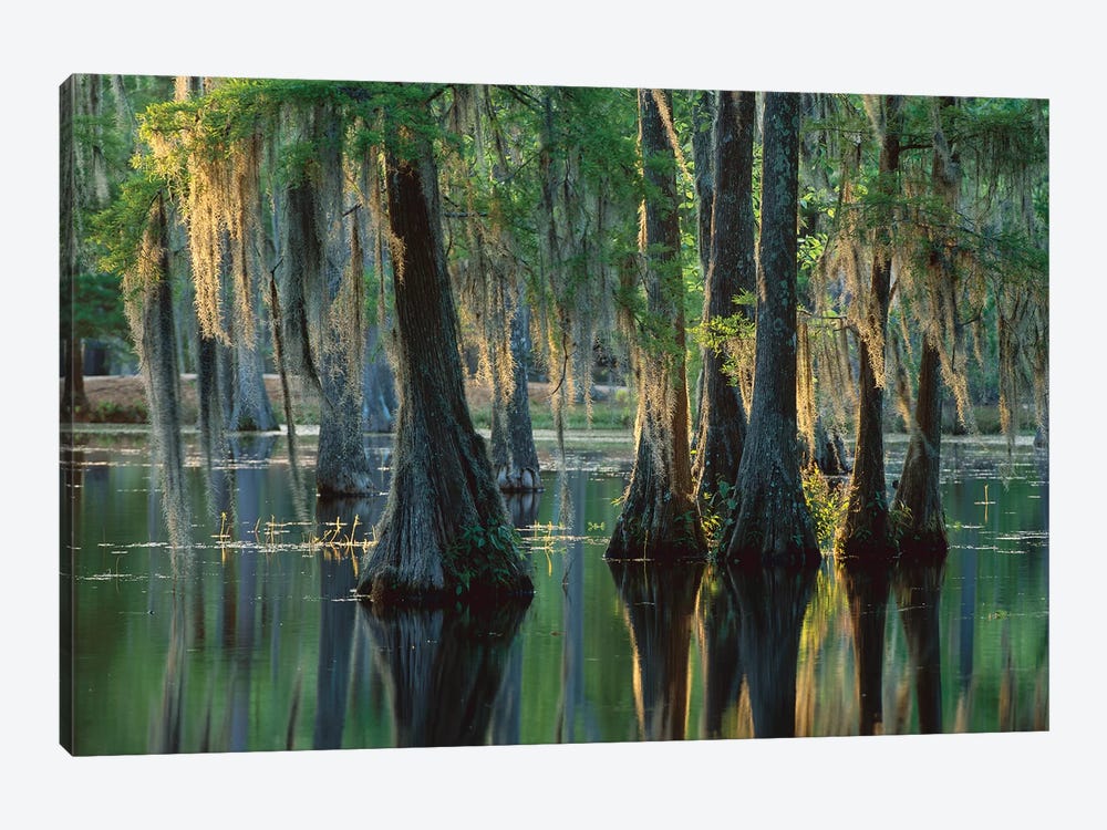 Bald Cypress Swamp, Sam Houston Jones State Park, Louisiana by Tim Fitzharris 1-piece Canvas Artwork