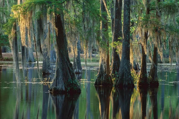 Tim Fitzharris: Bald Cypress Swamp, Sam Houston Jones State Park, Louisiana by Tim Fitzharris