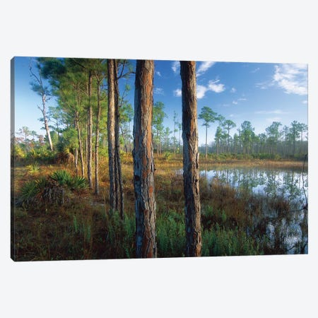 Pond Near The Loxahatchee River, Jonathan Dickinson State Park, Florida Canvas Print #TFI806} by Tim Fitzharris Canvas Art Print
