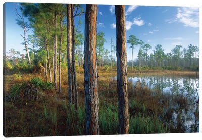 Pond Near The Loxahatchee River, Jonathan Dickinson State Park, Florida Canvas Art Print - Marsh & Swamp Art