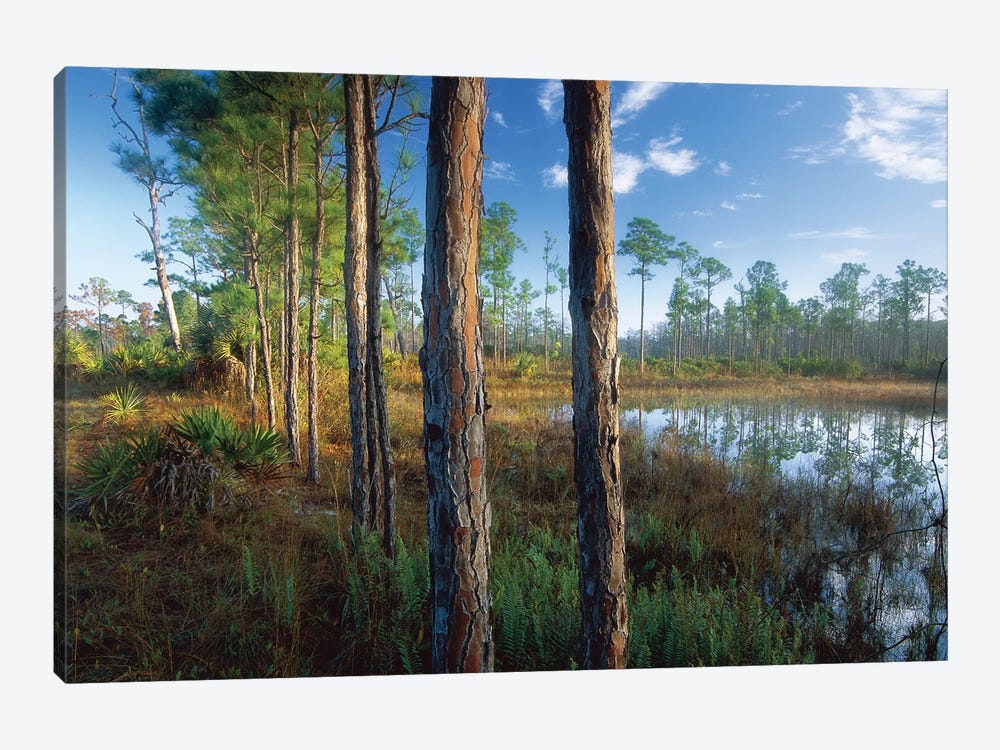 Pond Near The Loxahatchee River, Jonathan Dickinson State Park, Florida by Tim Fitzharris 1-piece Canvas Art Print