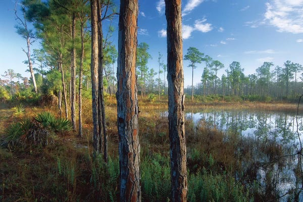 Florida: Pond Near The Loxahatchee River, Jonathan Dickinson State Park, Florida by Tim Fitzharris