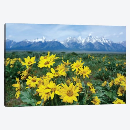 Balsamroot Sunflower Patch, Grand Teton National Park, Wyoming Canvas Print #TFI80} by Tim Fitzharris Canvas Art