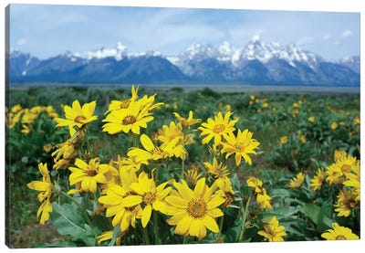 Balsamroot Sunflower Patch, Grand Teton National Park, Wyoming Canvas Art Print - Tim Fitzharris
