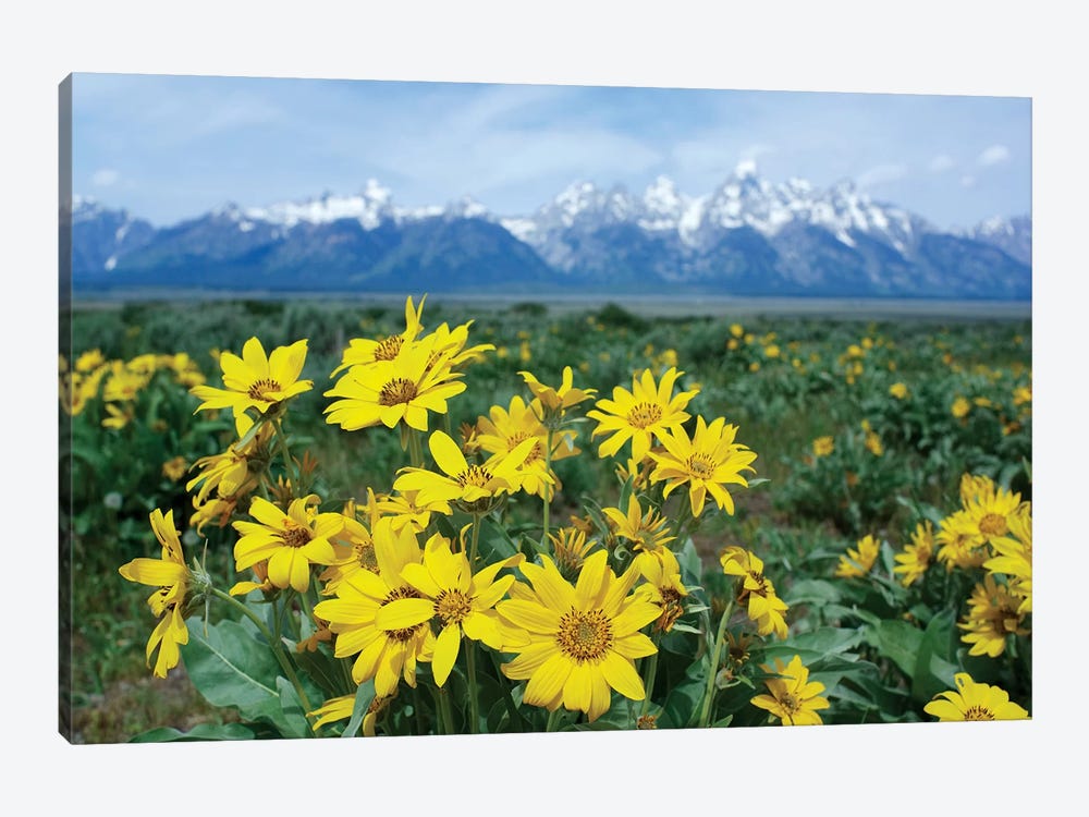 Balsamroot Sunflower Patch, Grand Teton National Park, Wyoming by Tim Fitzharris 1-piece Canvas Wall Art