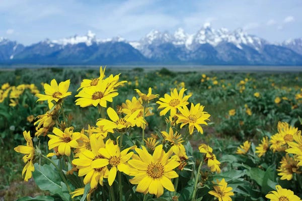Rocky Mountains: Balsamroot Sunflower Patch, Grand Teton National Park, Wyoming by Tim Fitzharris