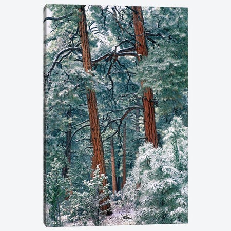 Ponderosa Pine Forest After Fresh Snowfall, Rocky Mountain National Park, Colorado Canvas Print #TFI810} by Tim Fitzharris Canvas Print