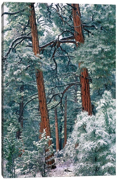 Ponderosa Pine Forest After Fresh Snowfall, Rocky Mountain National Park, Colorado Canvas Art Print - Tim Fitzharris