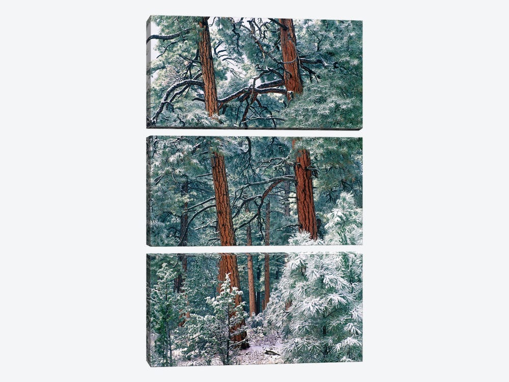 Ponderosa Pine Forest After Fresh Snowfall, Rocky Mountain National Park, Colorado by Tim Fitzharris 3-piece Canvas Art