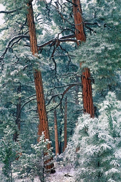 Minden Pictures: Ponderosa Pine Forest After Fresh Snowfall, Rocky Mountain National Park, Colorado by Tim Fitzharris