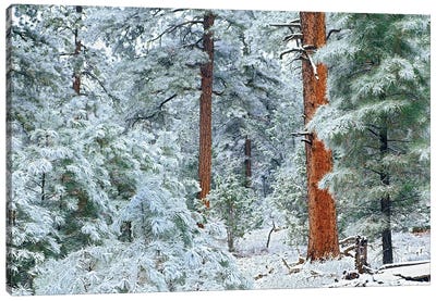 Ponderosa Pine Trees With Snow, Grand Canyon National Park, Arizona I Canvas Art Print - Forest Art